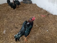 poules Shamo — photo 5