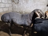 公羊, Sheep — 照片 2