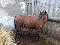 Jument, Chevaux — photo 1