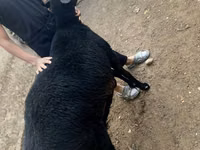 绵羊（批次，未指定性别）, Sheep — 照片 7