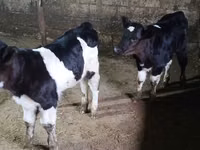Bull, Russian Black pied cattle — photo 2