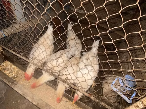 Chickens