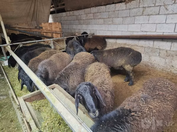 Berbec, Edilbay sheep