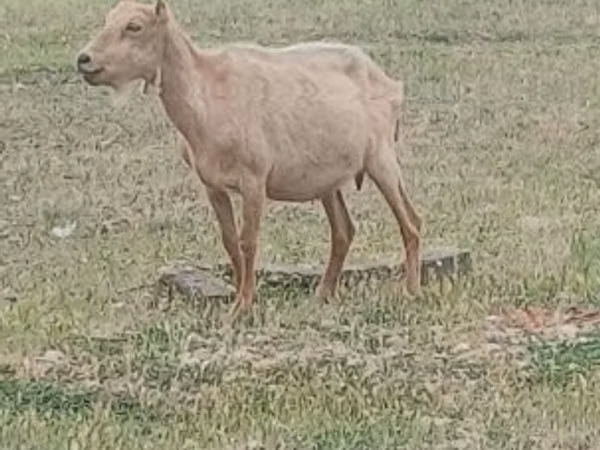 Țap, Alpine goat
