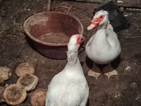 Ducks — photo 2