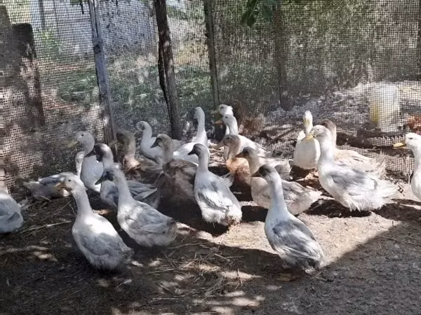 Ducks