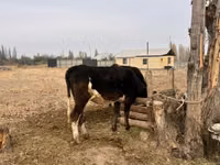 Buğa, Russian Black pied cattle — foto 3