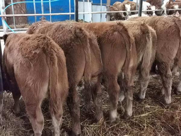 Cow, Limousin cow