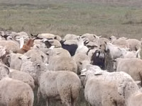 Sheep, Sheep — photo 3