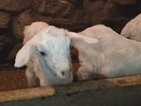 Bode, Saanen goat — foto 7