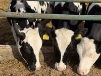 Cow, Russian Black pied cattle — photo 1