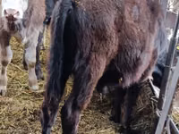 ثور, أبردين - أنغوس — الصورة 7