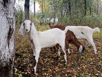 Chèvre, Nubian Goat — photo 3