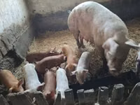 Säue, Schweine — Foto 3