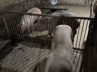 Vier, Porci — foto 1