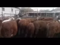 Bull, Cattle — photo 1