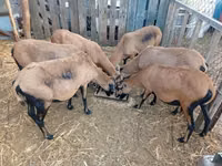 母羊, Cameroon sheep — 照片 1