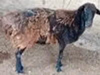 كبش, الأغنام — الصورة 8