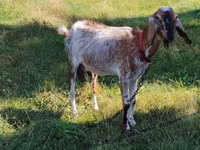 Ziege, Nubian Goat — Foto 1