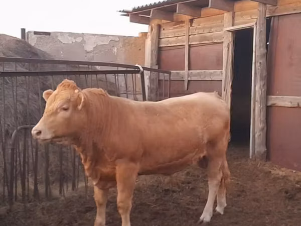Taureau, Race auliéatine