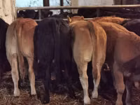 Bovine (lot, sex nespecificat), Bovine — foto 2