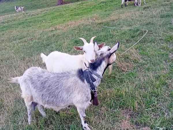Cabra, Cabras — Moldávia