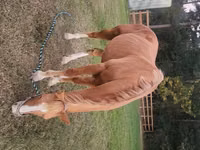 Cavalo, Palomino — foto 4