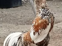 بليموث روك — الصورة 2