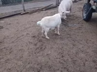 Capră, Capre — foto 1