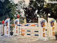 حصان, Belgian warmblood horse — الصورة 1