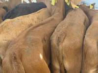 Bovins (lot, sexe non indiqué), Simmental cattle — photo 6