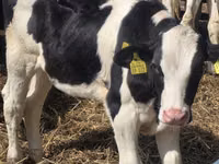 Bulle, Russian Black pied cattle — Foto 8