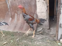 Chickens — 7-rasm