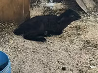 Bélier, Moutons — photo 1