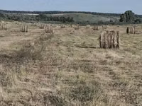 Продам луговую траву — foto 5