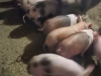Scroafă, Porci — foto 1