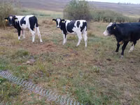 Bulle, Holstein-Rasse — Foto 5
