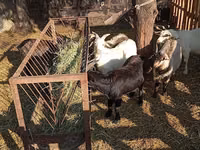 Cabro, Cabras — foto 8