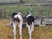 İnək, Mal-qara — foto 3