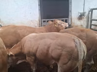 Taureau, Blonde d’Aquitane cattle — photo 6