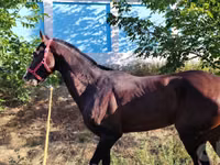 Otlar (partiya, jinsi ko‘rsatilmagan), Hanoverian — 2-rasm
