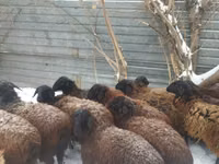 كبش, Gorkov sheep — الصورة 2