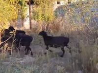 Schaf, Hissar sheep — Foto 7