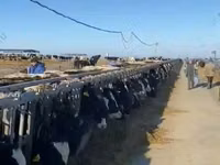गाय, गैलोवे गाय — फ़ोटो 6