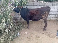 Cow, Cattle — photo 1