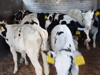 Bovinos (lote, sexo não especificado), Russian Black pied cattle — foto 6