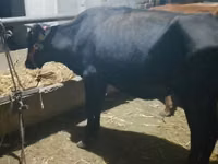 母牛, Cattle — 照片 5