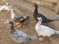 Ducks — 照片 5