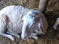 Carnero, Awassi sheep — foto 4