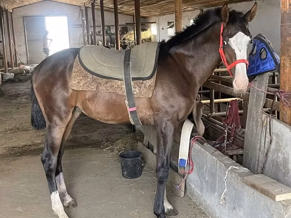 Hengst, Thoroughbred horse